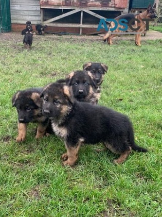 German Shepherd Puppies Бремен - изображение 1