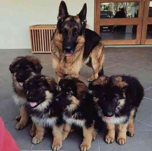 German Shepherd Puppies Штутгарт