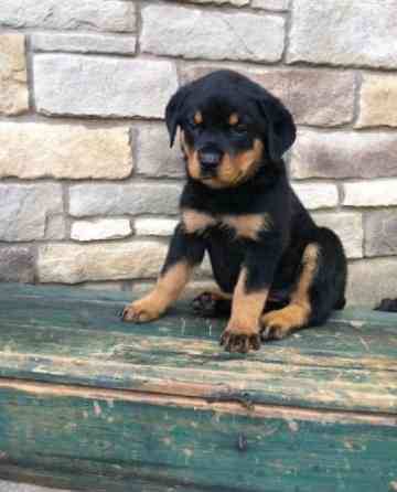 Rottweiler Puppies Munich