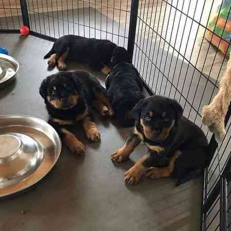 Rottweiler Puppies Munich