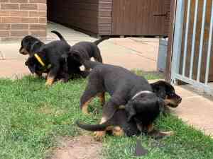 Rottweiler Puppies Берлін