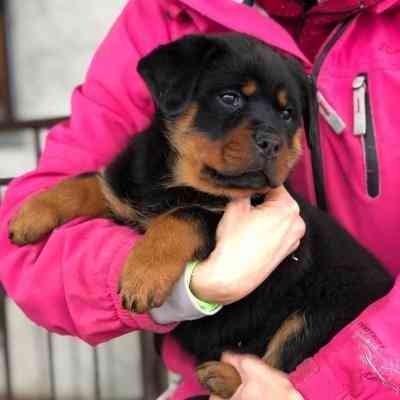 Rottweiler Puppies Ганновер