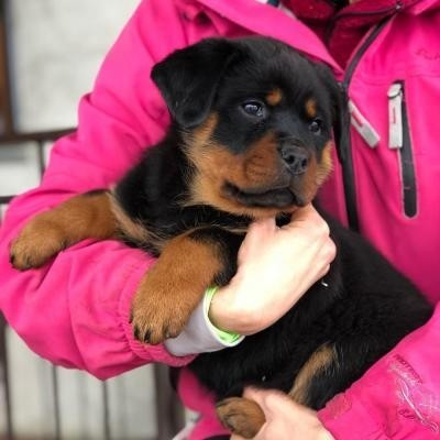 Rottweiler Puppies Hannover - photo 1