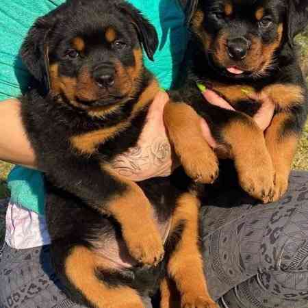 Rottweiler Puppies Бремен