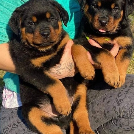 Rottweiler Puppies Bremen - photo 1