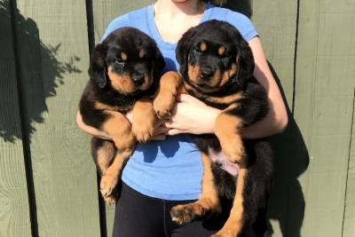 Rottweiler Puppies Duesseldorf - photo 1