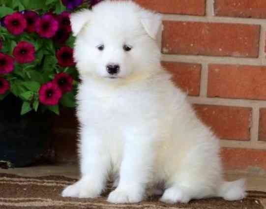 Samoyed Puppies Hamburg