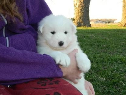 Samoyed Puppies Bremen - photo 1