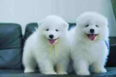 Samoyed Puppies Дюссельдорф