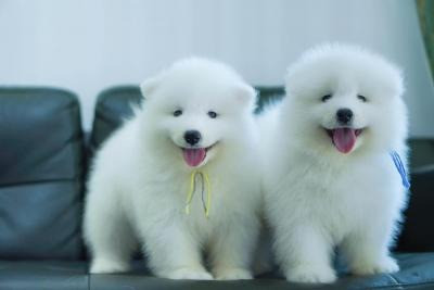 Samoyed Puppies Дюссельдорф - изображение 1