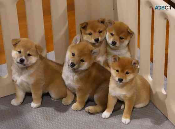 Shiba Inu puppies Stuttgart