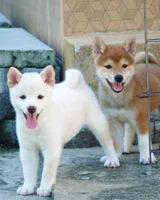 Shiba Inu Puppies Bremen