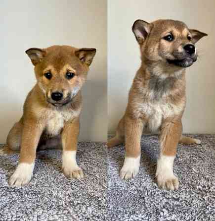 Shiba Inu Puppies Дюссельдорф