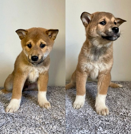 Shiba Inu Puppies Дюссельдорф - изображение 2