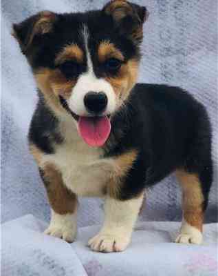 Pembroke Welsh Corgi Puppies Вісбаден