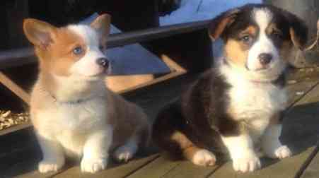 Pembroke Welsh Corgi Puppies Duesseldorf