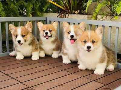 Pembroke Welsh Corgi Puppies Кайзерслаутерн