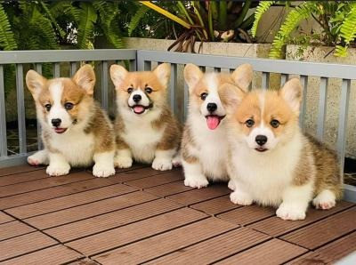 Pembroke Welsh Corgi Puppies Kaiserslautern - photo 1