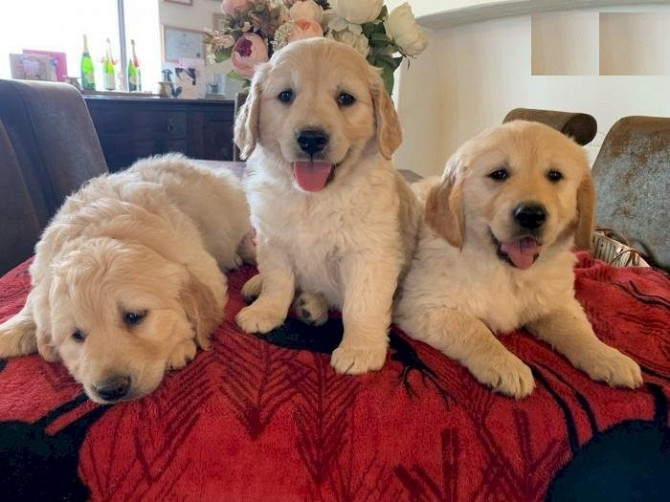 Golden Retriever Puppies Stuttgart - photo 1