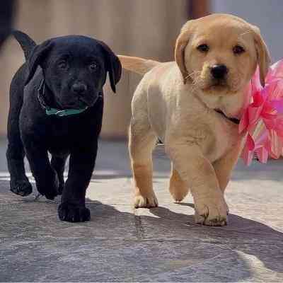 Labrador Retriever Puppies Гамбург