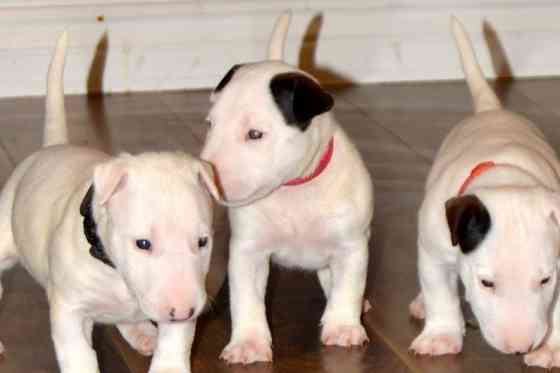 Bull Terrier Puppies Гамбург