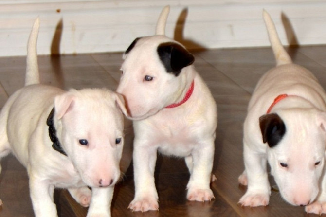 Bull Terrier Puppies Hamburg - photo 1