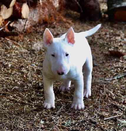 Bull Terrier Puppies Dresden