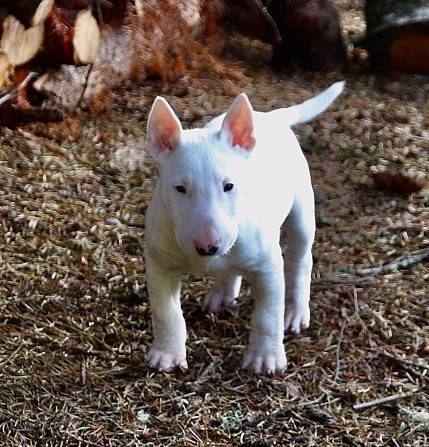 Bull Terrier Puppies Dresden - photo 1