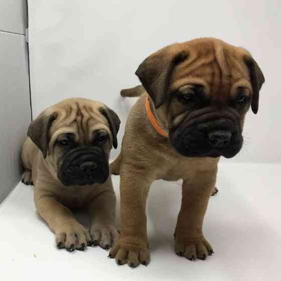 Bullmastiff Puppies Munich