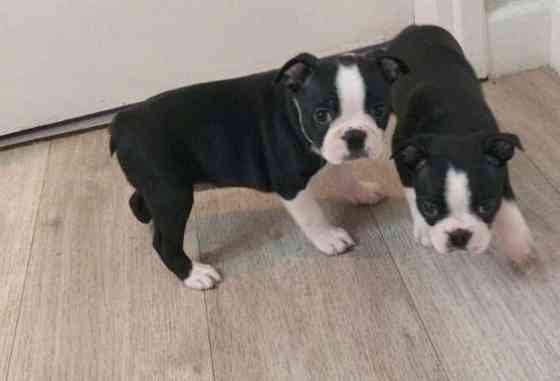 Boston Terrier Puppies Hamburg