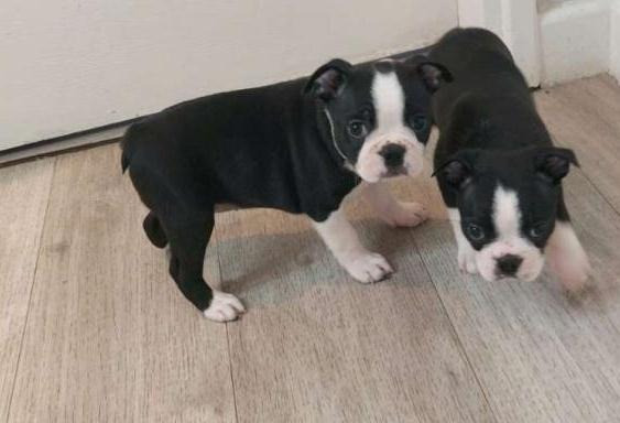 Boston Terrier Puppies Hamburg - photo 1