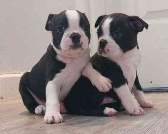 Boston Terrier Puppies Dresden