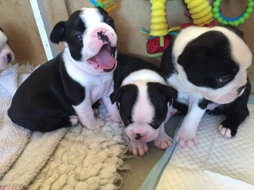 Boston Terrier Puppies Berlin - photo 1