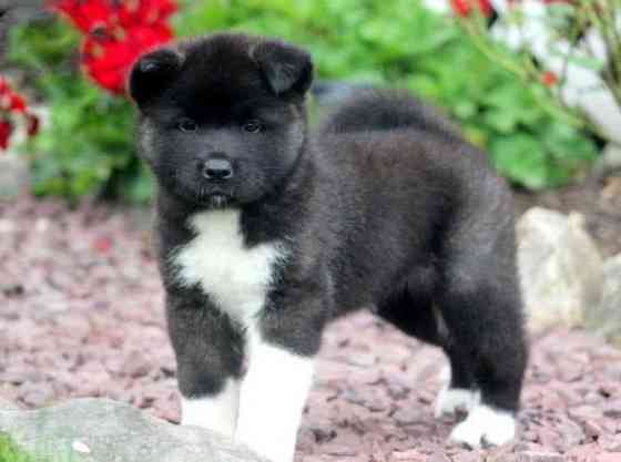 Akita puppies Munich