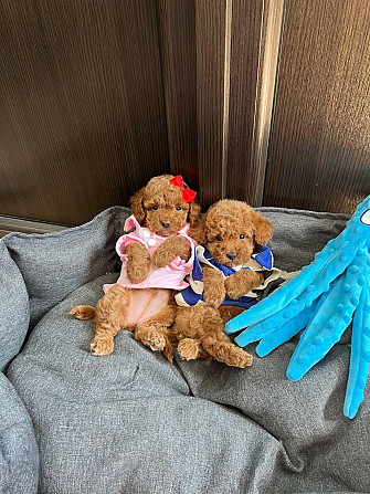 Toy Poodle Puppies Available Берлин - изображение 1