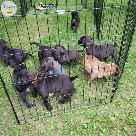 American Staffordshire Terrier Puppies Гамбург