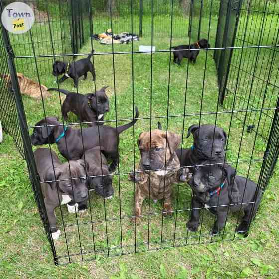 American Staffordshire Terrier Puppies Берлин