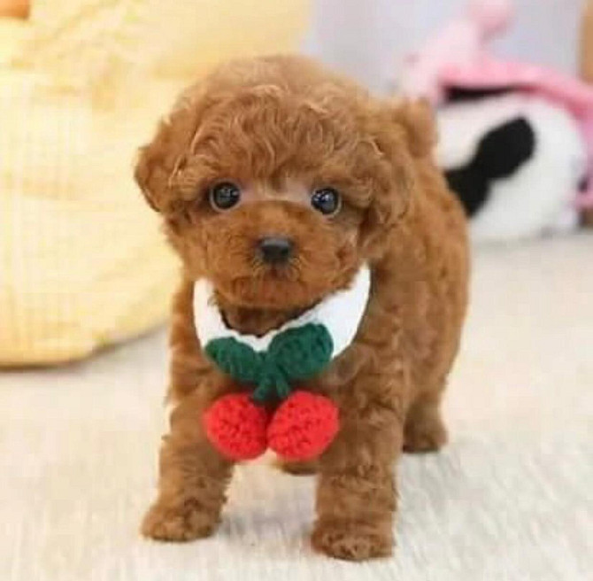 Toy Poodle Puppies Available Мюнхен - изображение 1