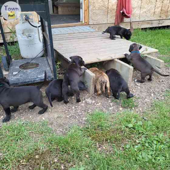 American Staffordshire Terrier Puppies Hannover