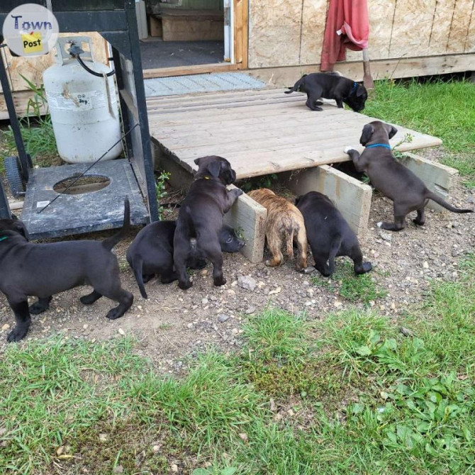 American Staffordshire Terrier Puppies Hannover - photo 1