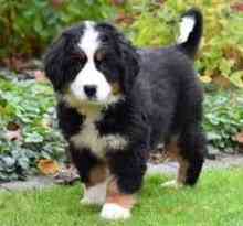 Bernese Mountain dog puppies Гамбург