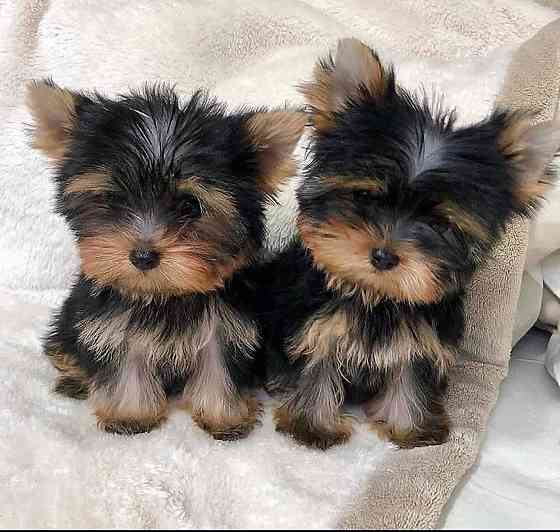 Toy Yorkie Yorkshire Terrier Puppies Available Berlin