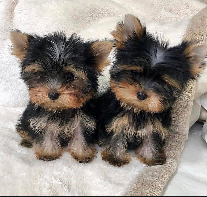 Toy Yorkie Yorkshire Terrier Puppies Available Берлин - изображение 1