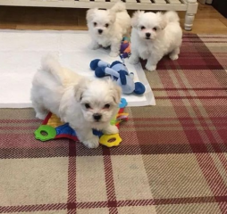 PUREBRED MALTESE BICHON PUPPIES. Гамбург