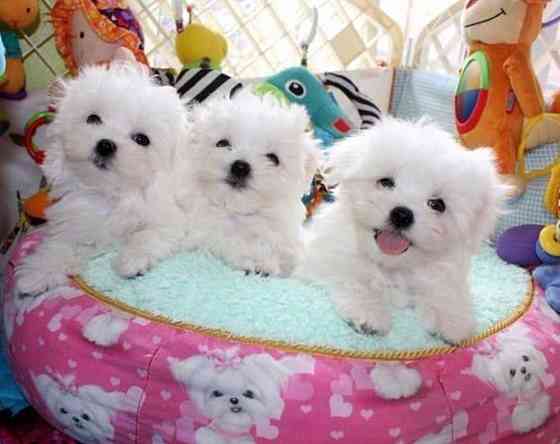 PUREBRED MALTESE BICHON PUPPIES. Мюнхен