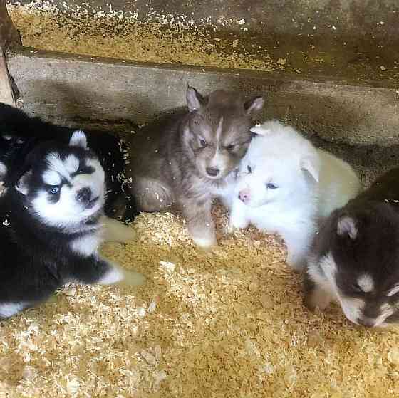 PUREBRED SEBERIAN HUSKY PUPPIES. Берлін