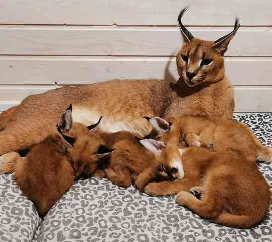 Beautiful caracal kittens available Berlin