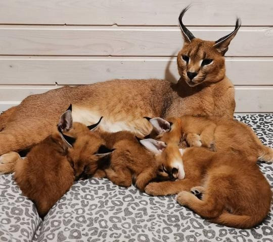 Beautiful caracal kittens available Берлин - изображение 1