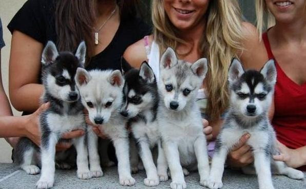 Alaskan Klee Kai Puppies Munich - photo 1