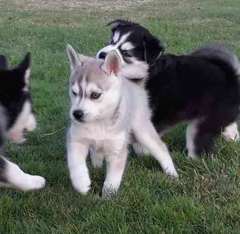 Alaskan Klee Kai Puppeis Кайзерслаутерн